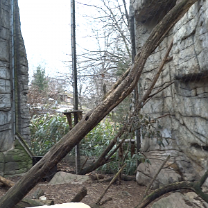 Video - Cats of the Americas (In One Shot)