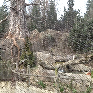 Video - Glacier Run - Newer Steller's Sea Eagle Aviary (4 Species)