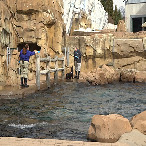Video - Glacier Run - Sea Lion/Harbor Seal Exhibit