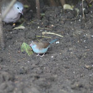 Blue Waxbill??