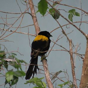 Yellow-Mantled Widowbird