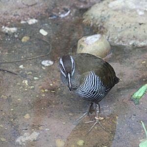 Guam Rail