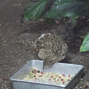 Andean Tinamou (Nothoprocta pentlandii)