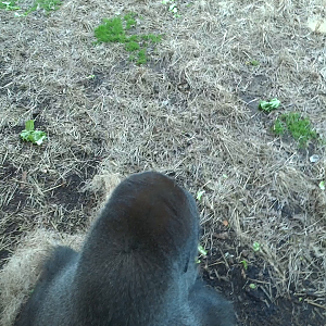 Video - Gorilla Forest - Second Gorilla Exhibit