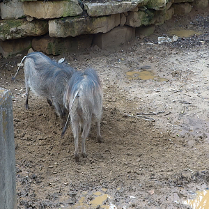 Video - African Savannah - Warthogs Rutting