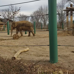 Video - New(er) Elephant Expansion