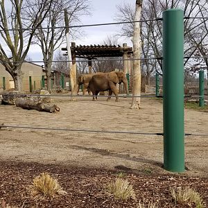 Feb. 2018 - African Savannah - Asian/African Elephant Exhibit (The Expanded Part)