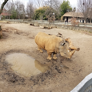 Feb. 2018 - African Savannah - Southern White Rhino Exhibit Pano