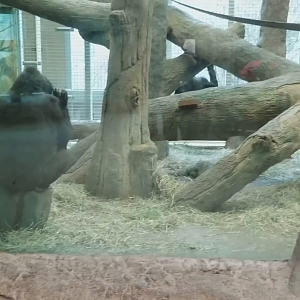 Video - Congo Expedition - Indoor Gorilla Exhibits (2 of 3)