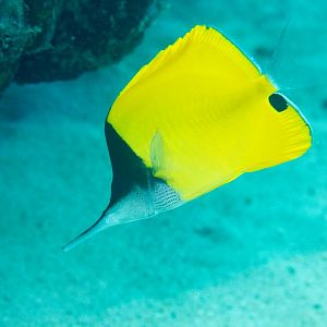 Very Longnose Butterflyfish