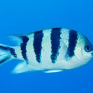 Scissortail Sergeant