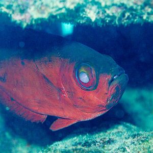 Blotched Bigeye