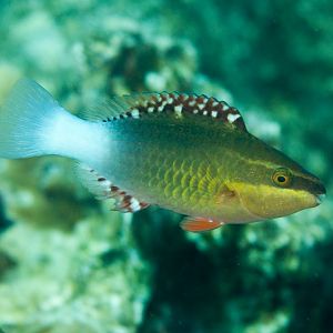 Bridled Parrotfish, subadult