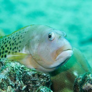 Halfspotted Hawkfish