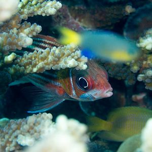 Smallmouth Squirrelfish