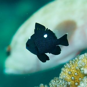 Threespot Dascyllus