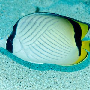 Vagabond Butterflyfish