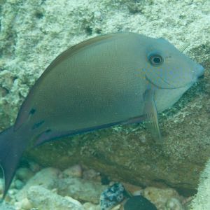 Brown Surgeonfish