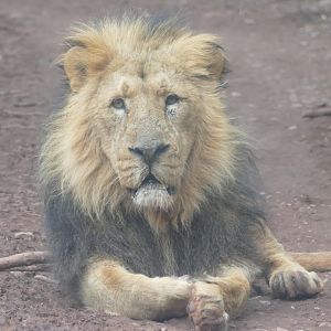 Asiatic lion, Lucifer. February 2018