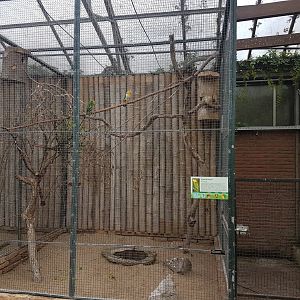 Aviary Green-thighed parrot