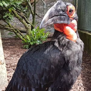 Southern ground hornbill