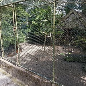 Aviary Nocturnal curassow