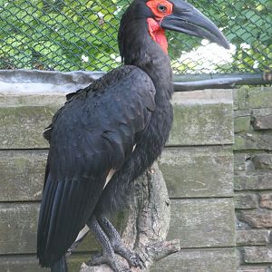 Southern ground hornbill