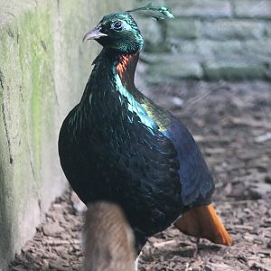 Himalayan monal