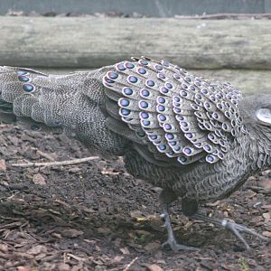 Grey peacock-pheasant