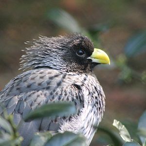 Western grey plantain-eater