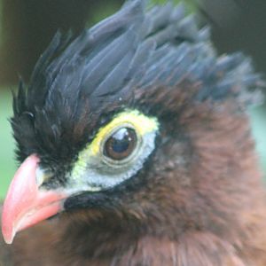 Nocturnal curassow