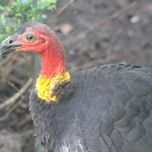 Australian brush-turkey