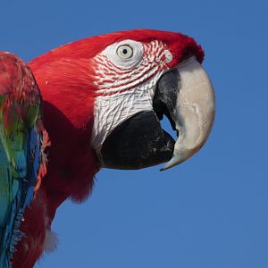 Red and Green Macaw