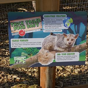 Thick-tailed Bushbaby signage