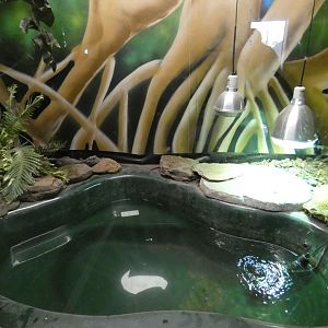 Dwarf Crocodile enclosure