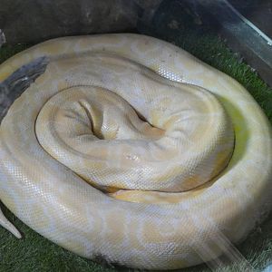 Burmese Python