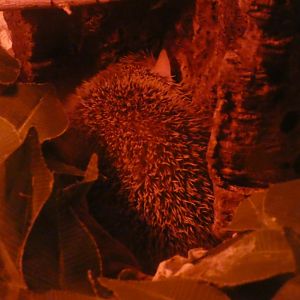 Lesser Hedgehog Tenrec