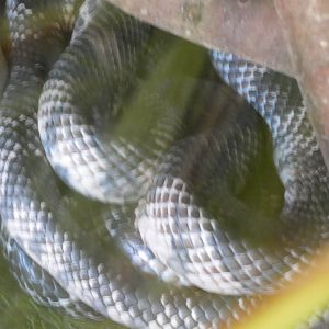 False Water Cobra