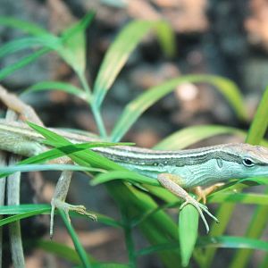 Takydromus sexlineatus