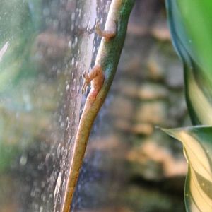 Lygodactylus conraui