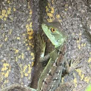Basiliscus plumifrons