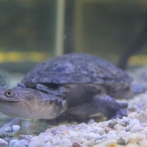 Chelodina rugosa