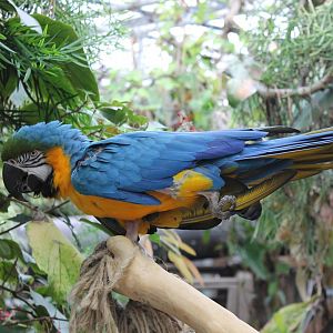 Blue-and-gold macaw