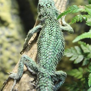 Sceloporus malachitus