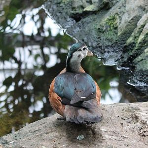 African pygmy goose