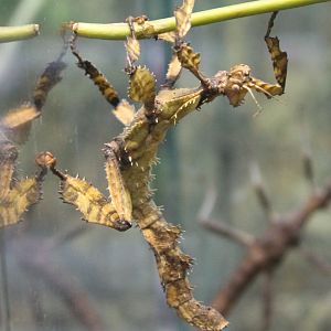 Giant prickly stick insect
