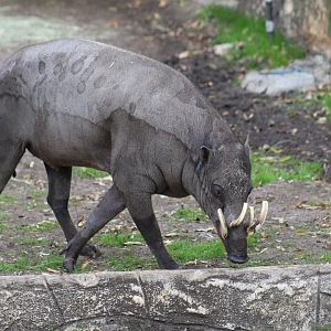 North Sulawesi Babirusa