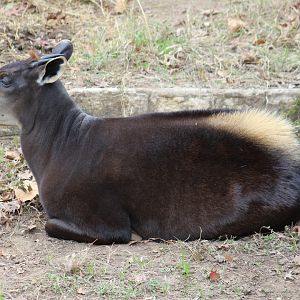 Yellow-Backed Duiker