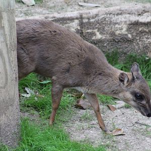 Natal Blue Duiker
