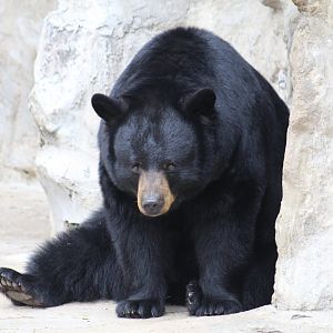 North American Black Bear